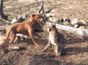 Bullmastiff VS Lince vermelho Bobcat-edit