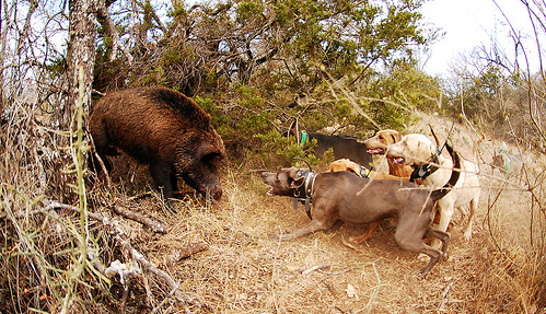 wild boar hunting dog breeds